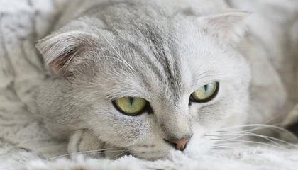 邵佳一出任中国国家男子足球队主教练